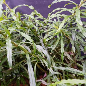 Pogostemon octopus Aquarium Plant