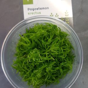 Pogostemon erectus - Vitro cup - EU grown