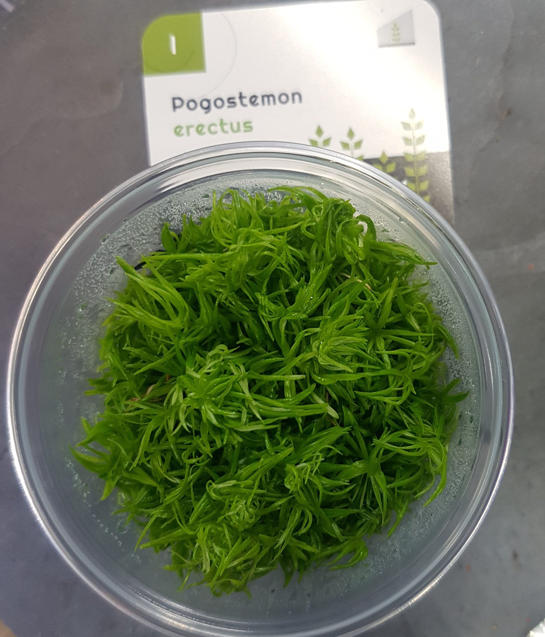 Pogostemon erectus - Vitro cup - EU grown