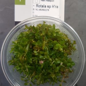 Rotala rotundifolia 'H'ra' vitro cup - EU grown