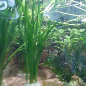 Sagittaria subulata - Bare root - Approx 4-5 plants