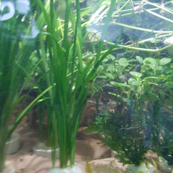 Sagittaria subulata - Bare root - Approx 4-5 plants