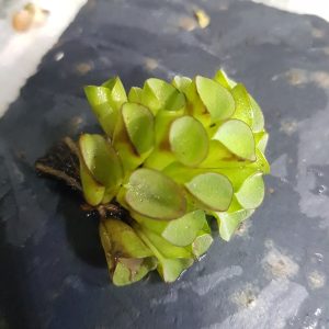 Salvinia cucullata - portion - floating plant