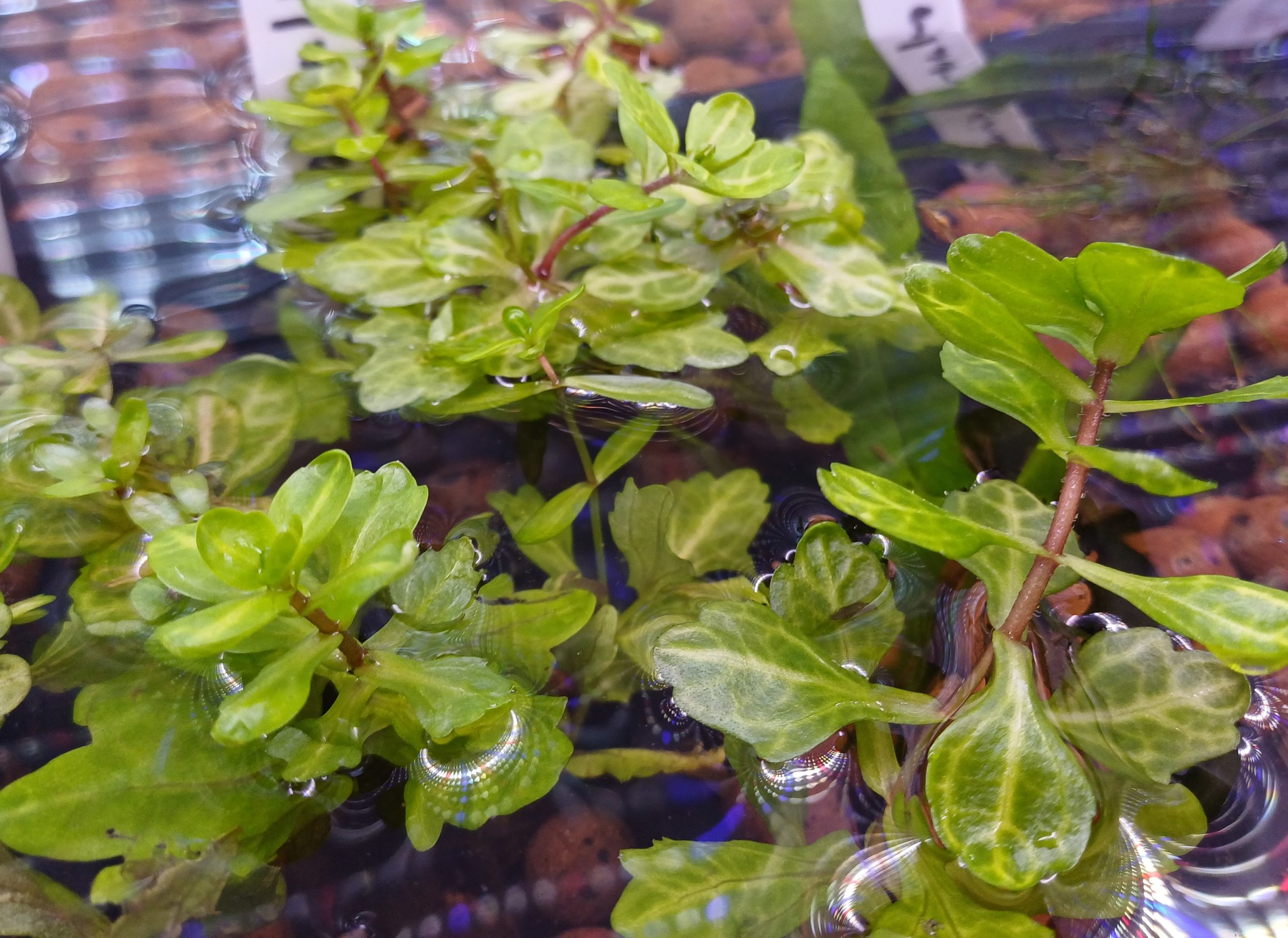 Trichocoronis rivularis Aquarium Plant