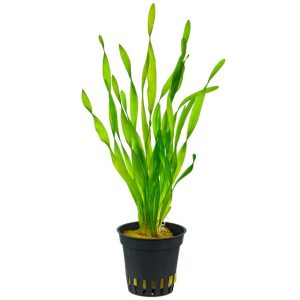 Vallisneria spiralis - 5cm pot