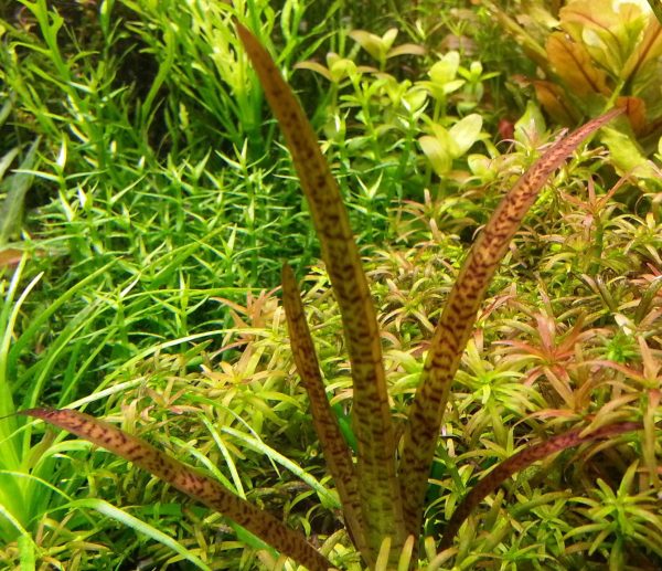 Vallisneria spiralis 'Leopard' - 5cm pot