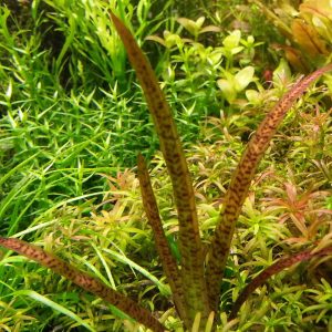 Vallisneria spiralis 'Leopard' Aquarium Plant