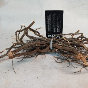 Wio-Mini-Root-aquarium-wood