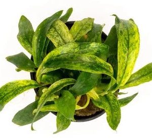 Anubias minima variegata - 5cm pot - EU Grown