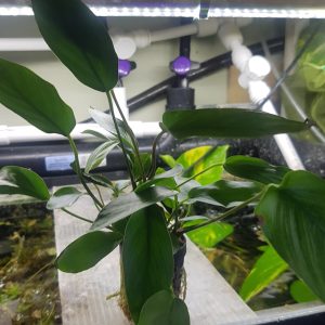 anubias hastifolia - 5cm pot