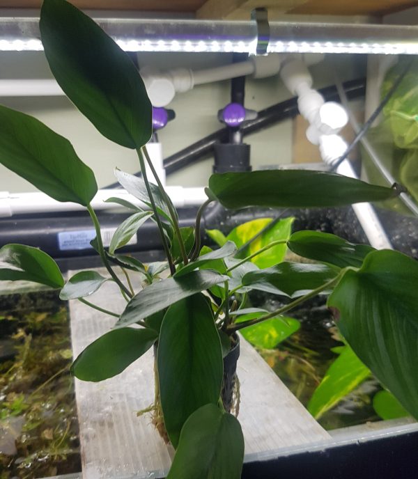 anubias hastifolia - 5cm pot