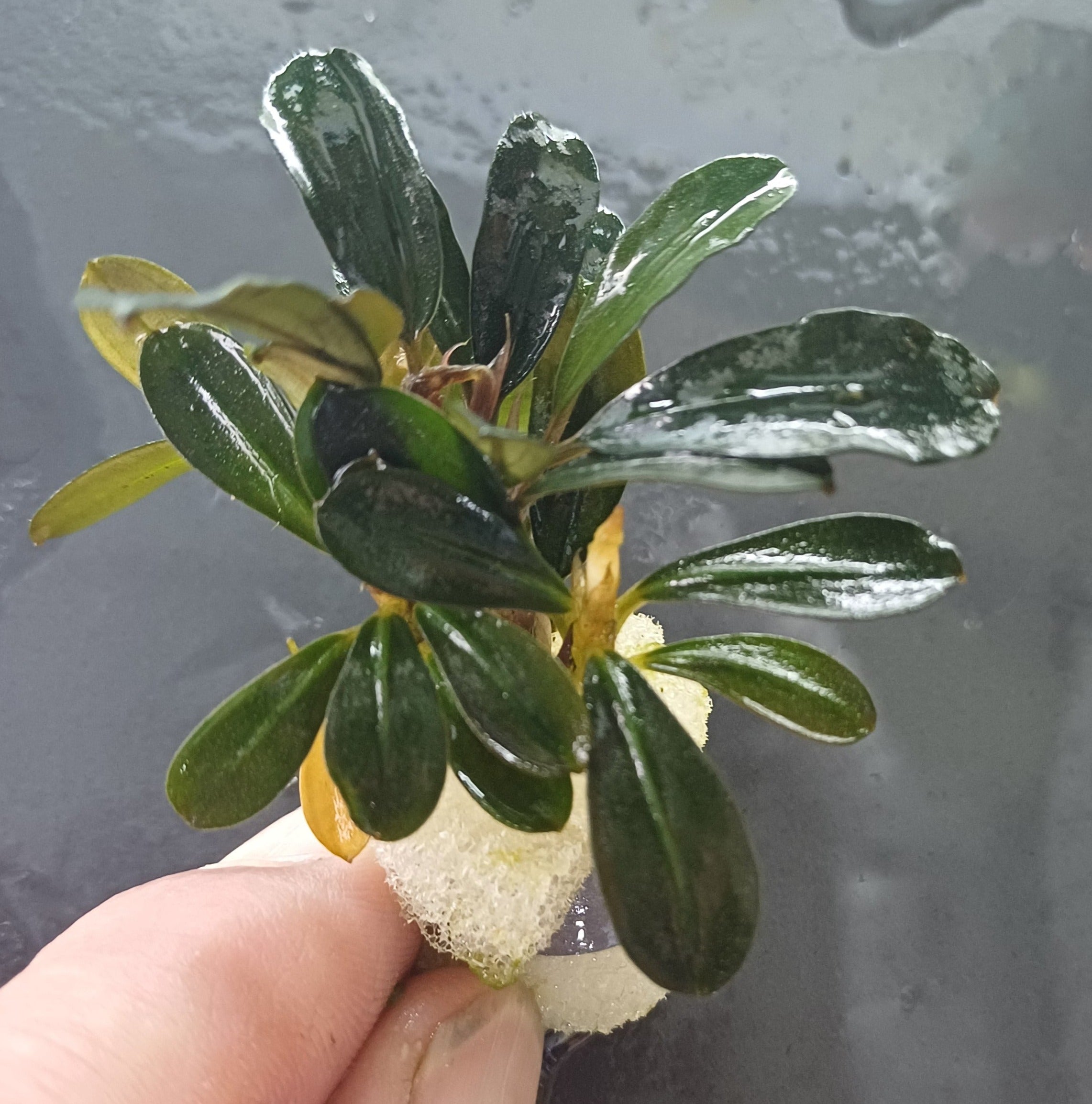 Bucephalandra sp 'lo Black' - Bare Root - 2 Plants