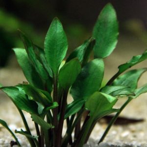 Cryptocoryne lutea - 5cm pot - EU Grown