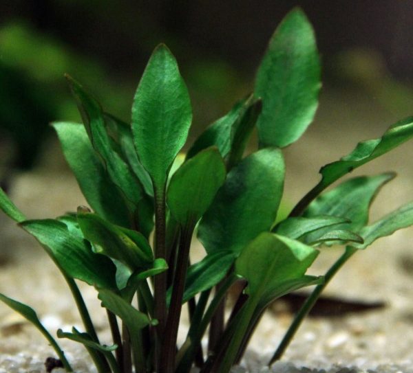 Cryptocoryne lutea - 5cm pot - EU Grown