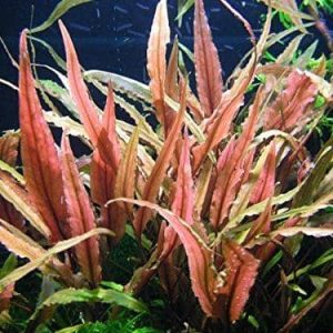 Cryptocoryne undulatus ' Red ' -  5 cm pot