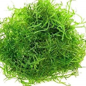 Vesicularia dubyana “Java moss” aquarium moss