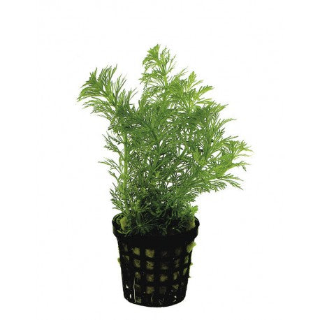 Limnophila heterophylla 5 cm pot