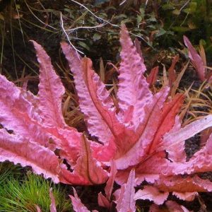 Cryptocoryne sp. “Flamingo” in Vitro cup - AquaDip