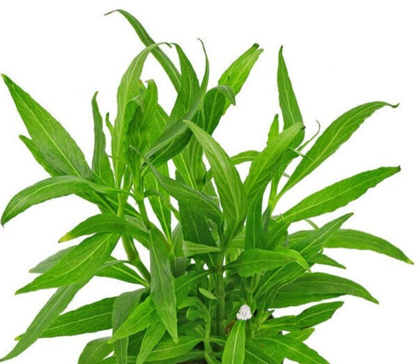 Hygrophila salicifolia narrow leaf - Bare root - 3x plants - EU Grown