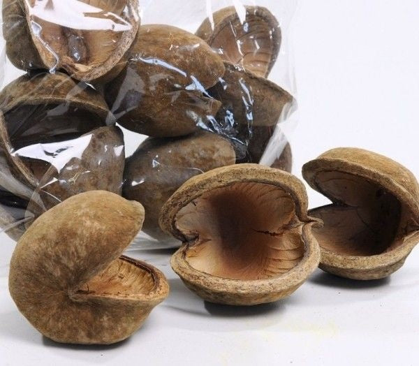 Buddha-nut-botanical-aquarium