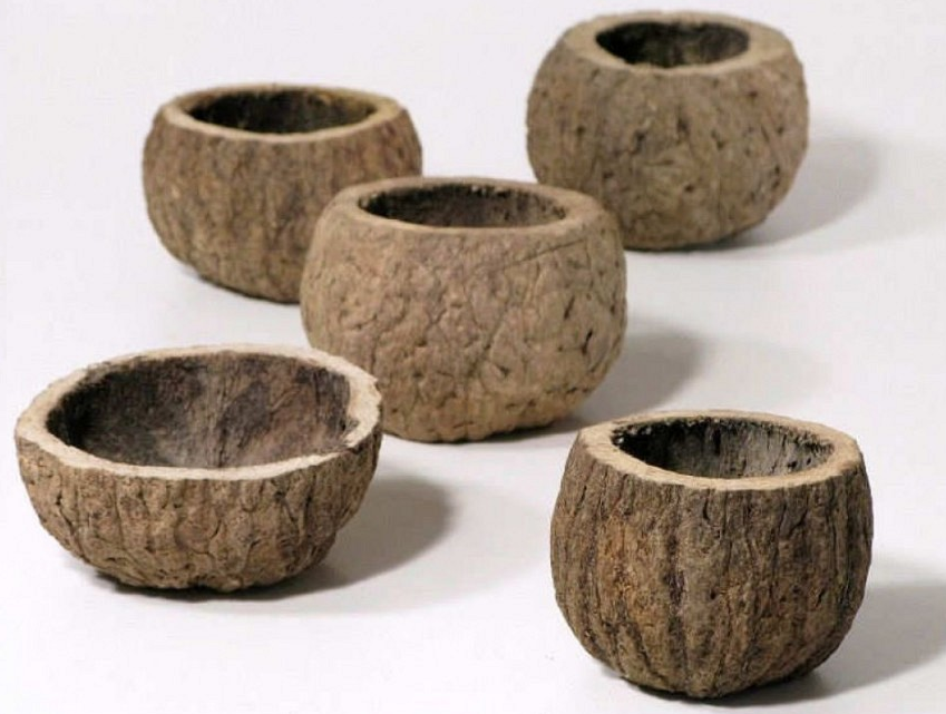 Half-coconut-botanical-aquarium