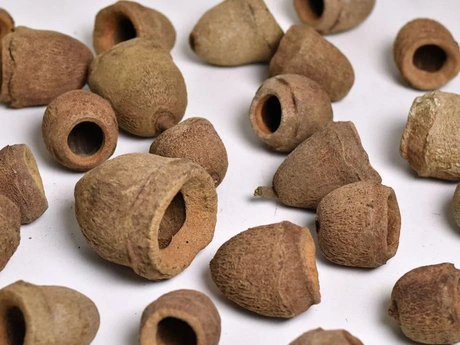 Sapucainha-pods-botanical-aquarium