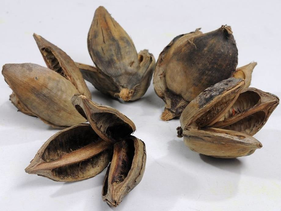 Sororoca-flower-botanical-aquarium