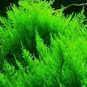 Vesicularia reticulata “Erect moss” in Vitro cup