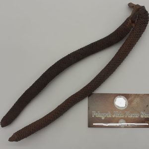 Palmyrah-Male-Flower-Stems-aquarium-botanical