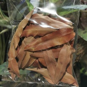 Pihimbiya-Leaves-Aquarium-Botanical's