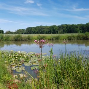 Ornamental-pond-plant-Colour-Collection