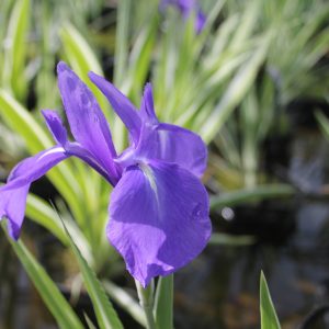 Iris laevigata 'Variegata' – Marginal Pond Plant