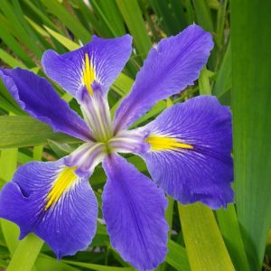 Iris louisiana 'Heather Stream' – Marginal Pond Plant