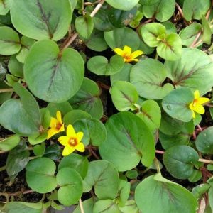 Lysimachia 'Sunburst'  marginal pond plant