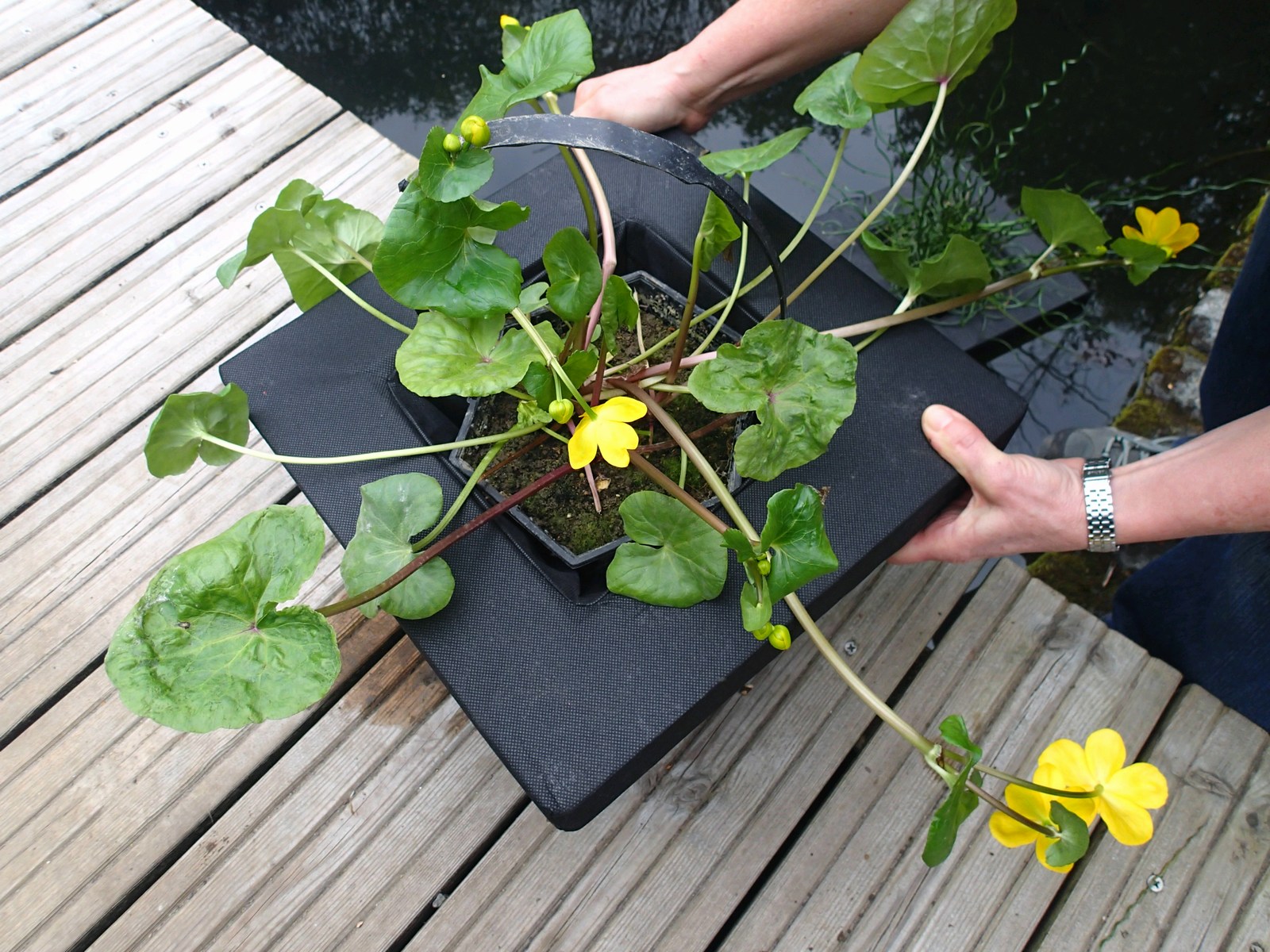 thumbnail image 2 of PondXpert Floating Planter Square – 14 Inch (35cm) Aquatic Water Garden Basket 2 of 4