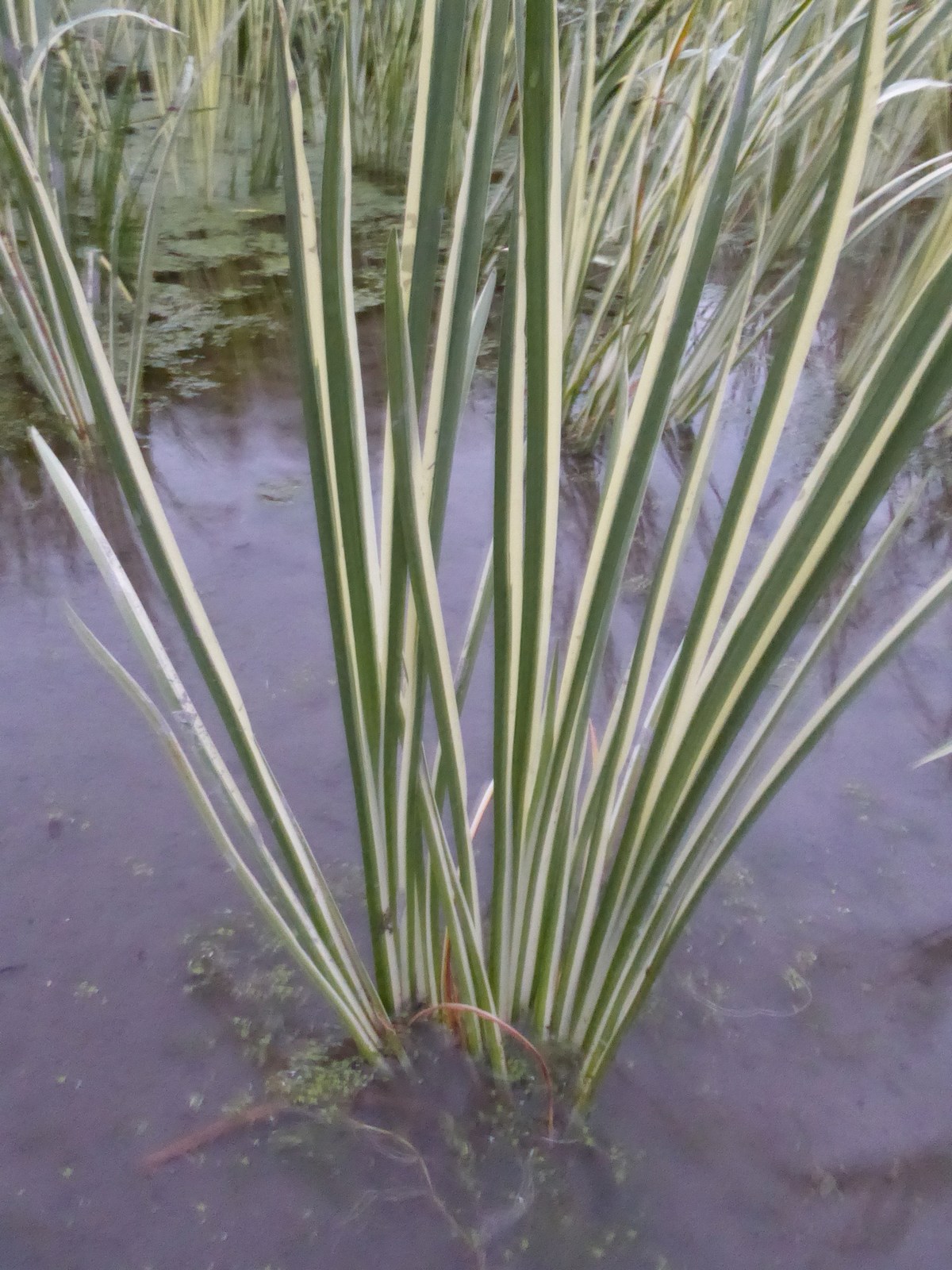 Acorus calamus variegatus (Var. sweet flag) – Marginal Pond Plant - Image 3
