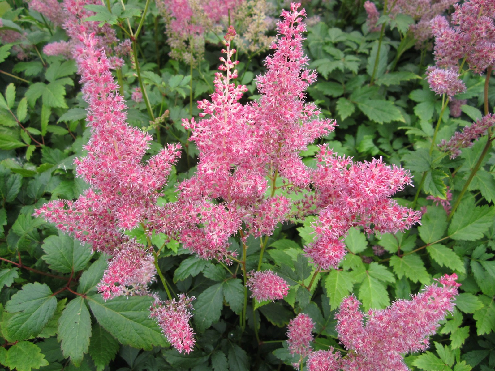 Astilbe-pink