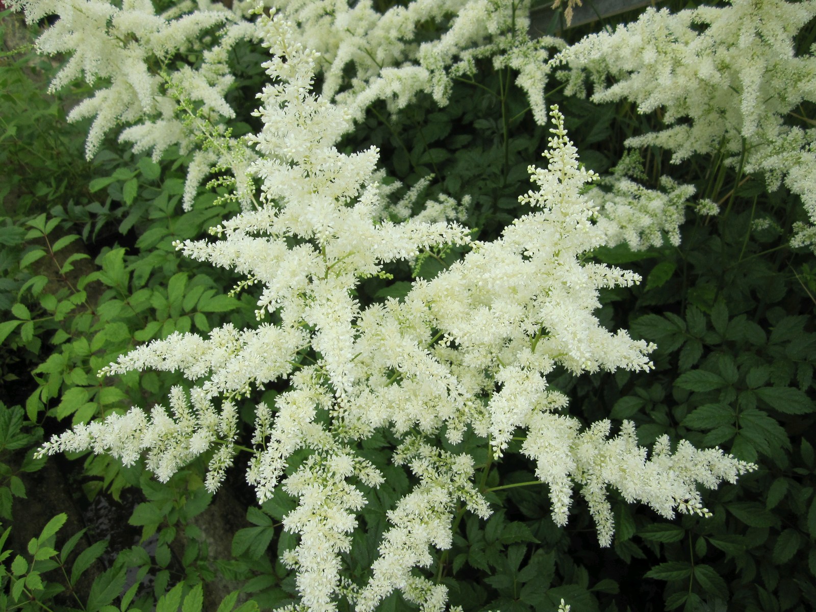 Astilbe-White