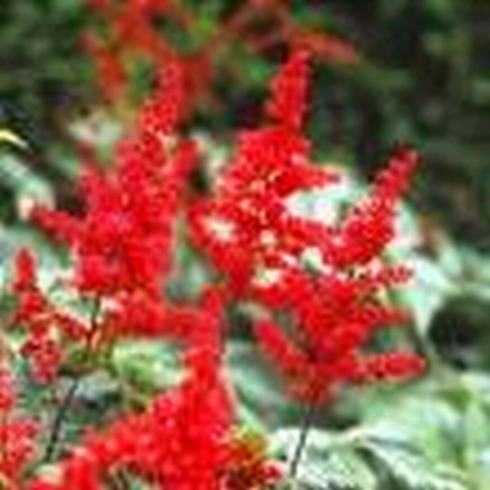 Astilbe-red