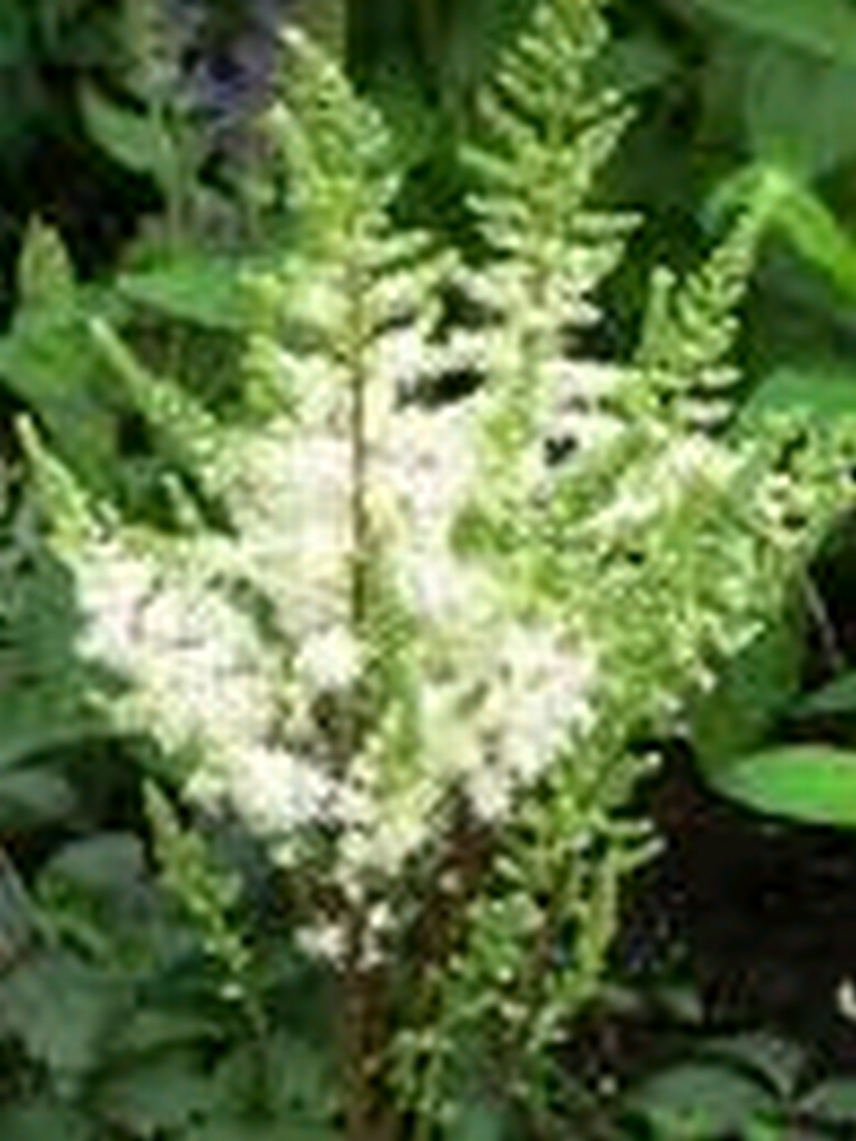 Astilbe-White