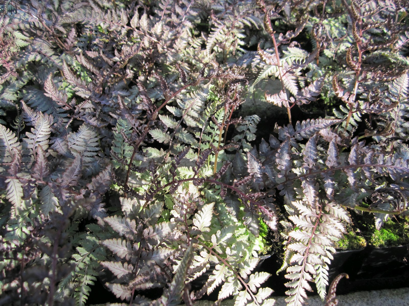 Athyrium-nipponicum-metallicum