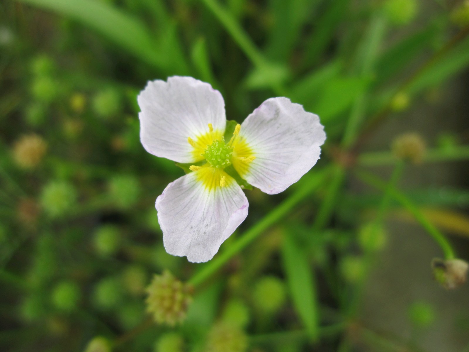 Baldellia ranunculoides (Lesser water plantain) - Pond plant - Image 2