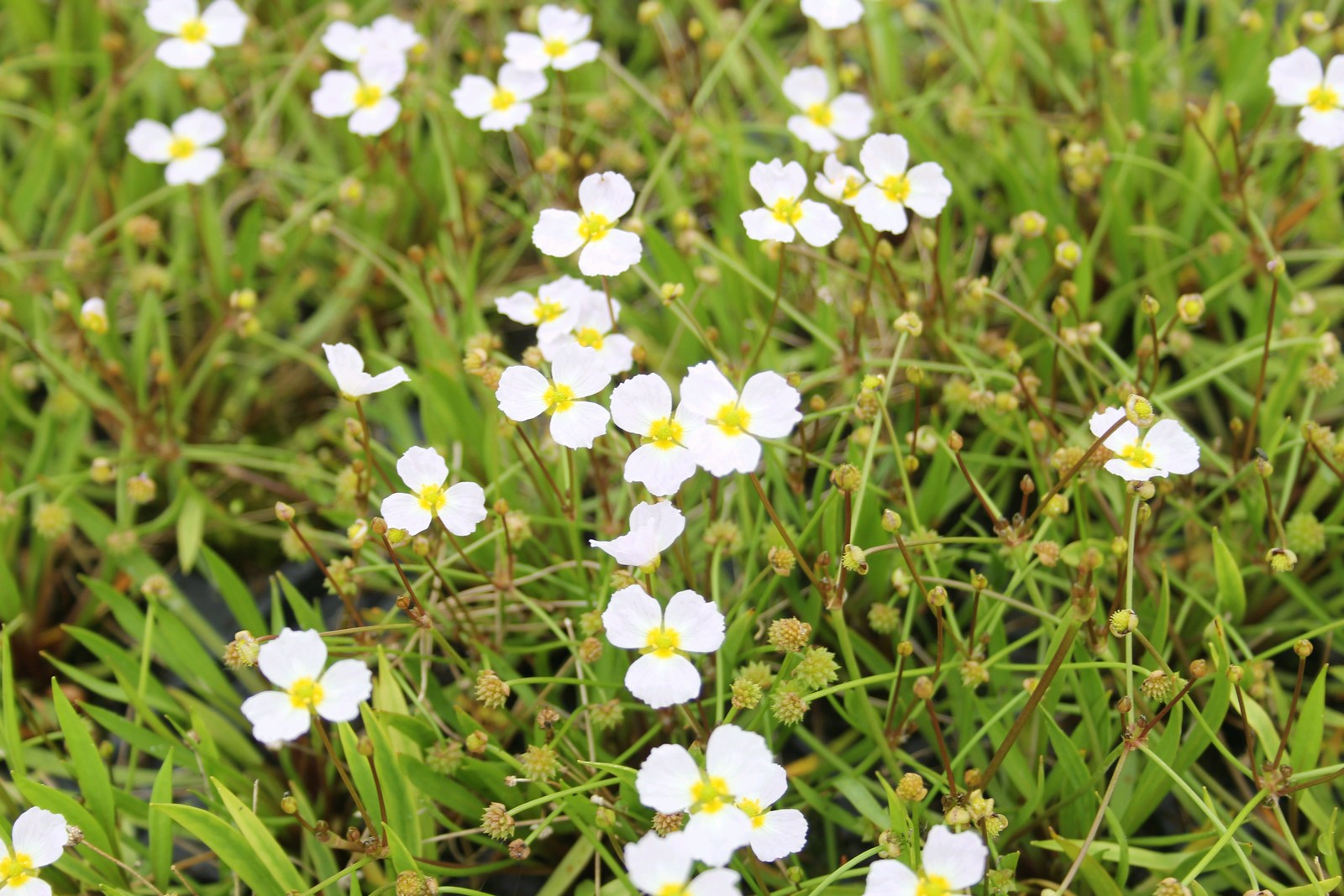 Baldellia ranunculoides (Lesser water plantain) - Pond plant - Image 3