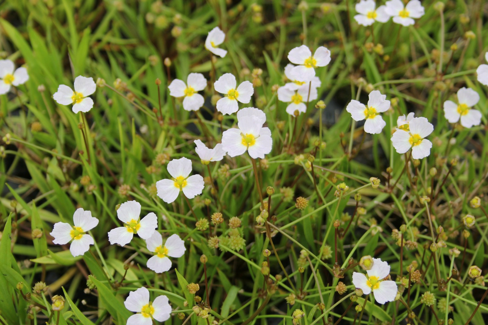 Baldellia ranunculoides (Lesser water plantain) - Pond plant - Image 4