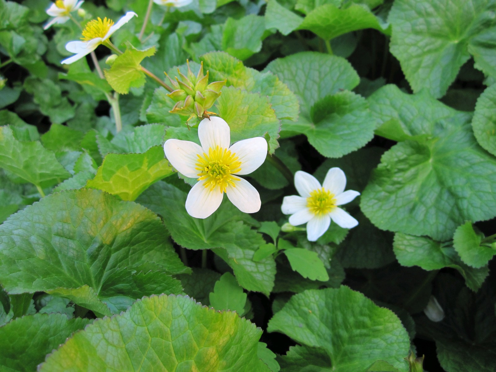 Caltha palustris alba (White Himalayan Marigold) – Marginal Pond Plant