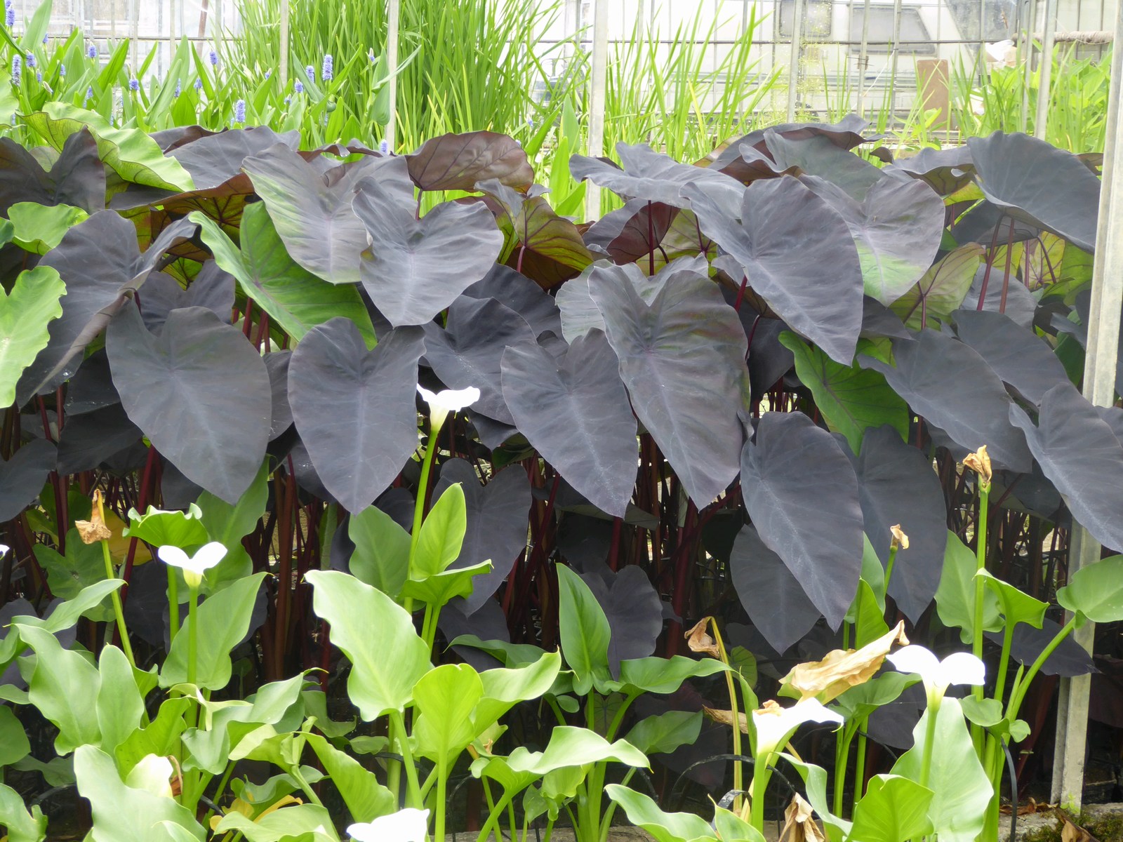 Colocasia rubra Black Magic (Elephant Ear) – Marginal Pond Plant