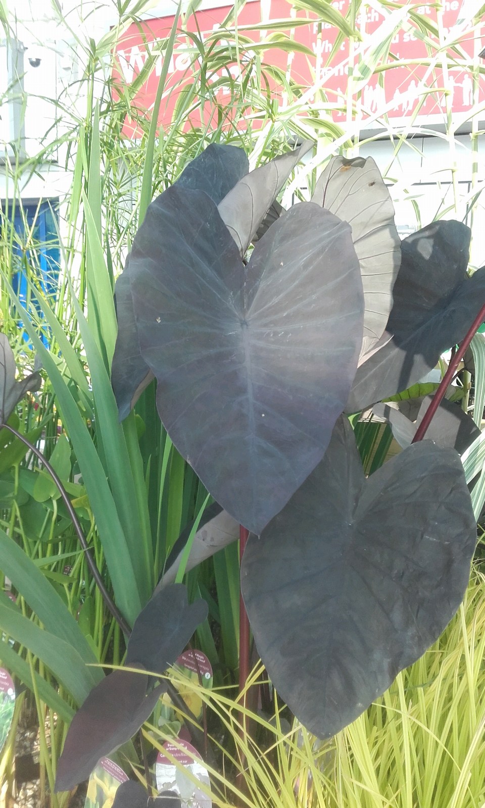 Colocasia-rubra-Black-Magic
