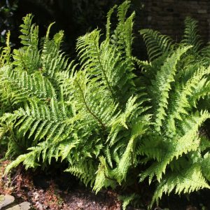 Fern-moisture-loving-pond-plant-collection