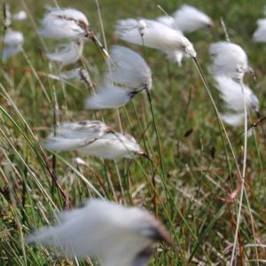 Eriophorum angustifolium (Cotton Grass) – Marginal Pond Plant