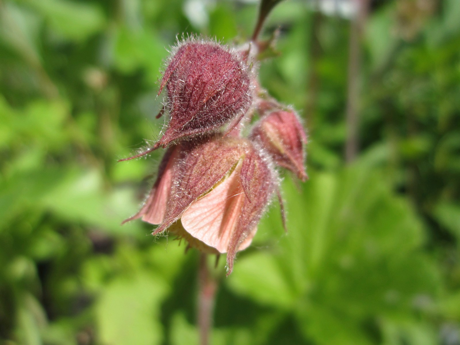 Geum rivale (Water Avens) – Marginal Pond Plant